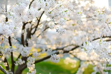 Beautiful cherry tree blossoming on spring. Beauty in nature. Tender cherry branches on sunny day...