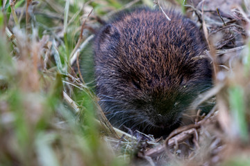small brown field mouse