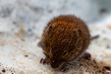 small brown field mouse