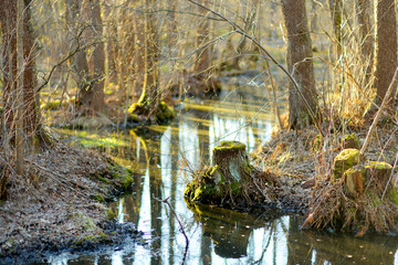 Small and narrow stream winding throught the dense forest on early spring