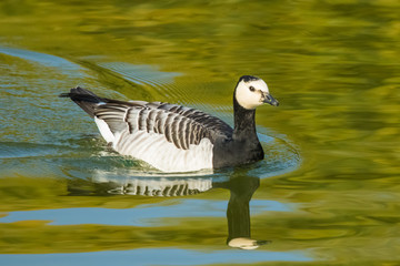 Barnacle Goose on Estate Pond in Bourgogne Region of France