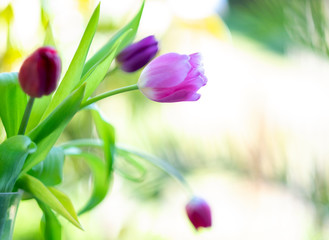 Tulips. Shallow depth of field. Spring background 