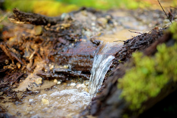 Small and narrow stream winding throught the dense forest on early spring