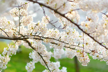 Beautiful cherry tree blossoming on spring. Beauty in nature. Tender cherry branches on sunny day outdoors.