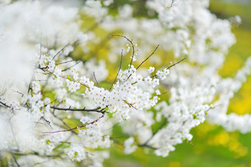 Beautiful cherry tree blossoming on spring. Beauty in nature. Tender cherry branches on sunny day outdoors.