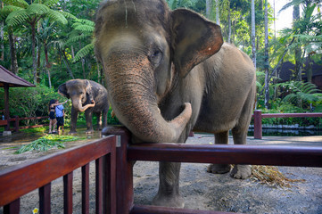Elephants getting bathed at Elephant Park in Bali