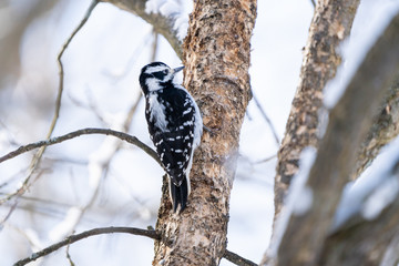 Female Downy Woodpecker, Dryobates pubescens