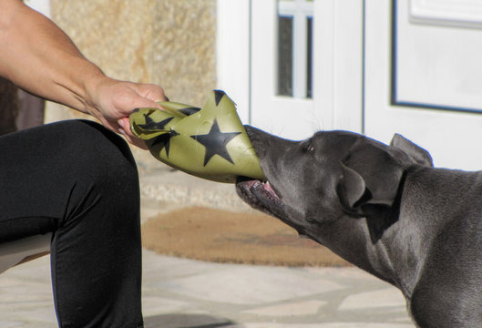 Brincadeira de c&atilde;o cahorro com dono e bola