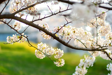 Beautiful cherry tree blossoming on spring. Beauty in nature. Tender cherry branches on sunny day outdoors.