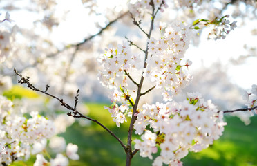 Obraz premium Beautiful cherry tree blossoming on spring. Beauty in nature. Tender cherry branches on sunny day outdoors.