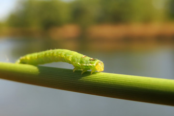 Green caterpillar climbing the plant stem at the river shore, common green moth or butterfly caterpillar