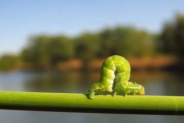 Green caterpillar climbing the plant stem at the river shore, common green moth or butterfly caterpillar