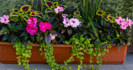 Fototapeta na wymiar Floral arrangements. Annual plants in floral decorative compositions. Landscaping of balconies and verandas.