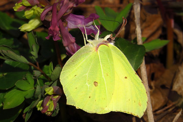 Brimstone, Gonepteryx rhamni or Common brimstone, a yellow butterfly of the family Pieridae, early...