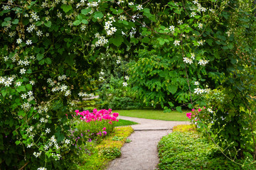Pretty garden path covered by an arbor in summertime. The beautiful climbing plant Clematis.