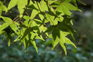 日本楓の緑の葉
