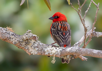 Close-up view of a Red Fody (Foudia madagascariensis) at Foret de Bebour (La Reunion)