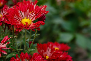 Flower of chrysanthemum koreanum in autumn garden