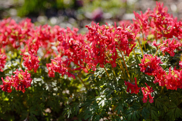 Obraz premium Hollowroot, Corydalis cava. Corydalis cava, red spring flowers of corydalis close-up. Red corydalis flowers in forest on early spring