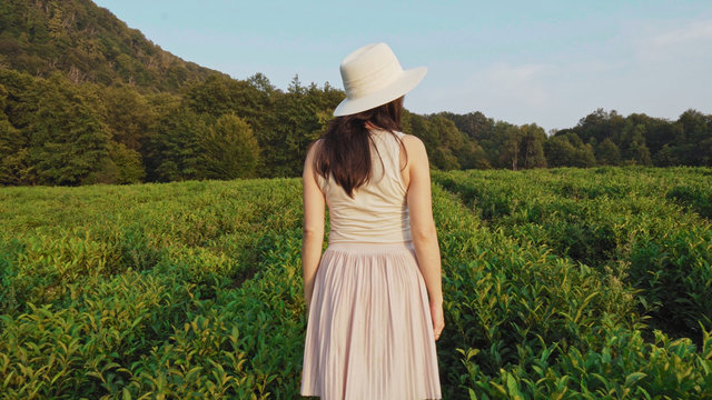 A young woman in a hat is walking on a tea plantation. Rear view.
