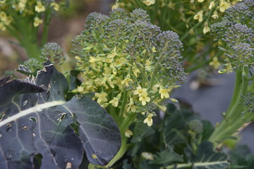 Broccoli flowers / Broccoli is a healthy green and yellow vegetable rich in vitamins and carotene.