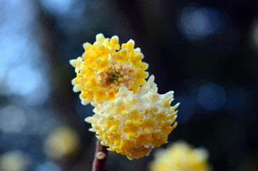 Japanischer Papierbusch