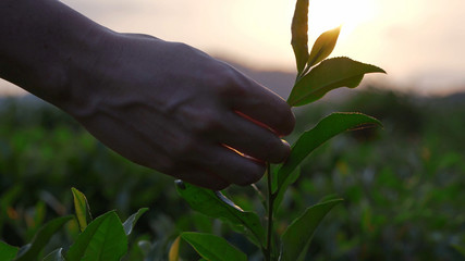 A woman's hand at sunset rips off the top of the tea bush.