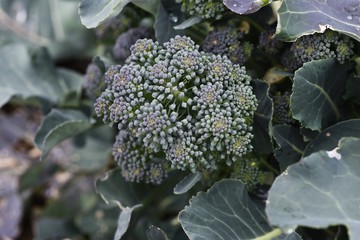 Broccoli flowers / Broccoli is a healthy green and yellow vegetable rich in vitamins and carotene.