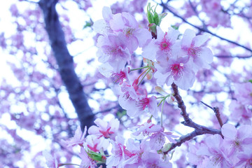 河津桜, 桜, sakura, Japan