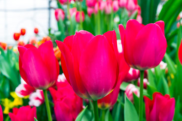 Beautiful red tulips (Spryng Tide species)