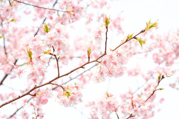 河津桜, 桜, sakura, Japan