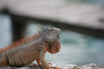 close-up orange and green iguana sitting on wall with spines down back
