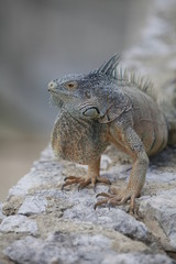 blue green iguana sitting on wall with spines down back 