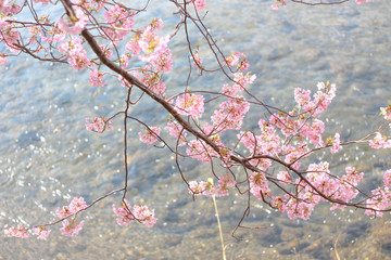 河津桜, 桜, sakura, Japan