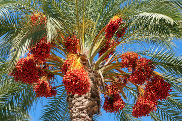 Close-up of the crown of a date palm (phoenix dactylifera) with huge bunches of bright red orange...