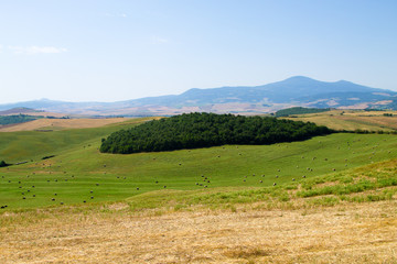 Obraz premium Tuscany hills panorama summer view, Italian landscape