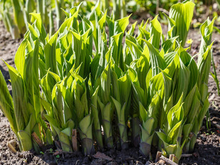 Hosta in its infancy. Hosta is a genus of plants commonly known as hostas. Hostas are widely...