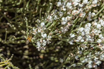 Blooming endemic bush. White flowers of Retama rhodorhizoides. Red lava rocks on the blurred background National Park Teide, Tenerife, Canary Islands
