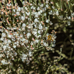 Blooming endemic bush. White flowers of Retama rhodorhizoides. Red lava rocks on the blurred background National Park Teide, Tenerife, Canary Islands