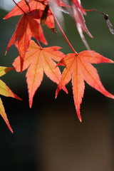 赤く色付いた楓の紅葉