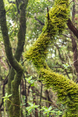 Fototapeta premium Close up selective focus. Curved trunk of the Canary Laurel covered with thick wet moss. National Park Anaga, Tenerife, Spain