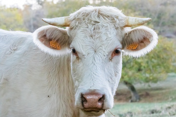 A French Charolaise Beef Cattle Stares at the Photographer