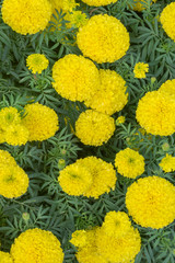 yellow flowers on a background of green grass
