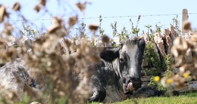 a black  cow resting, Regional Natural Park of Lessinia