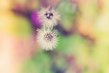 Subtle white dandelion