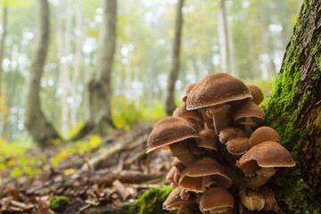 Mushrooms on tree trunk. Autumn landscape. Brown mushrooms