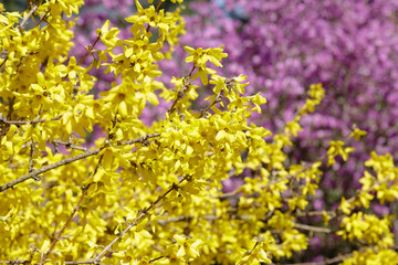 Spring background with yellow flowers of Forsythia.Border forsythia is an ornamental deciduous shrub of garden origin.Golden Bell in spring garden.