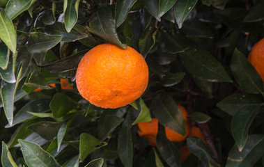 Close up of Ripe tangerines on tree