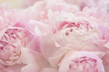 Fototapeta na wymiar Beautiful pink peonies background. Delicate wedding floral background. Blossom pink peonies macro.