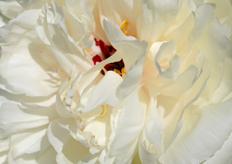 Beautiful peony flower background. Blooming peonies flowers background, pastel and soft floral card, selective focus, toned